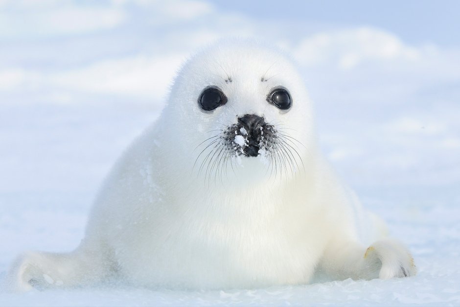 Seal IV