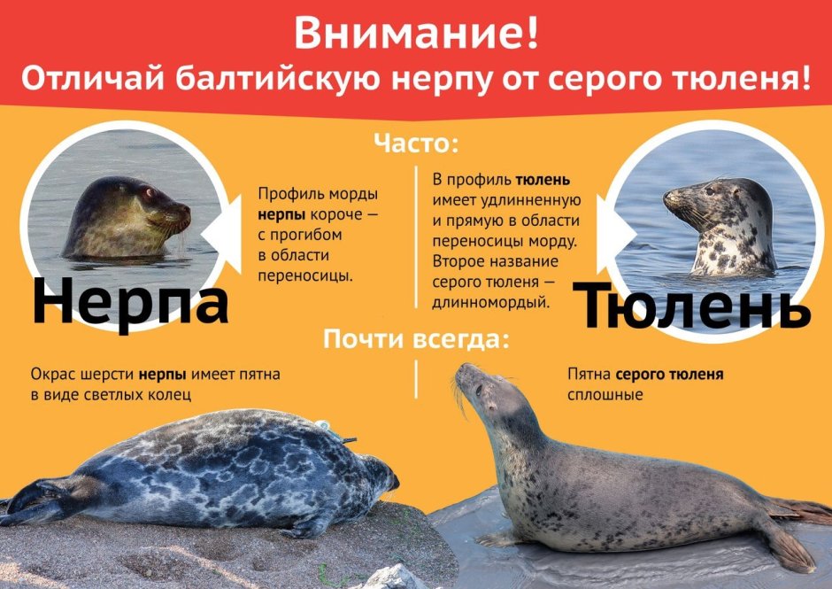 Морской котик ЗТ