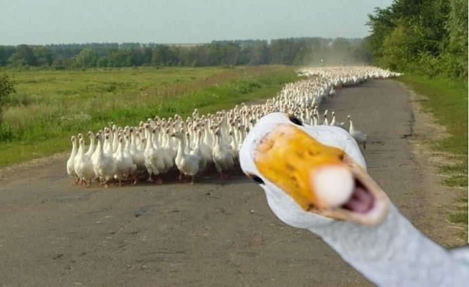 Гусь с очками