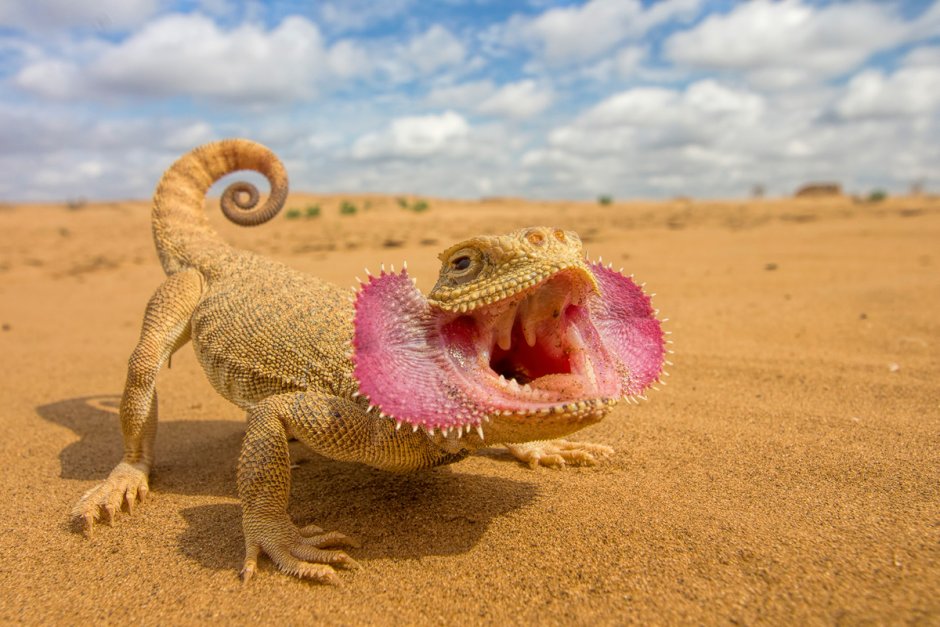 Игуана ошейниковая пустынная - Crotaphytus collaris