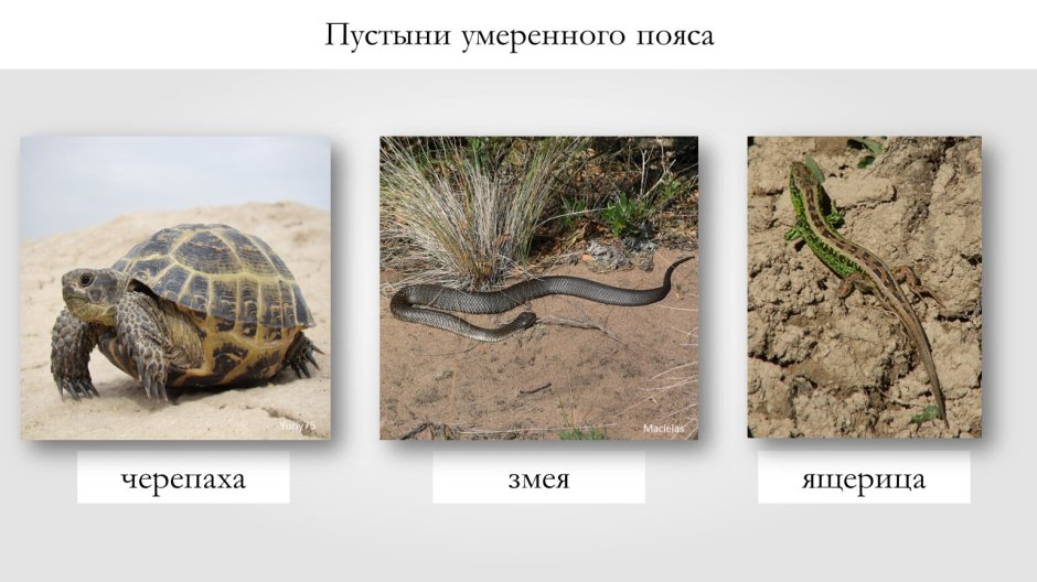 Ящерица Ростомбекова