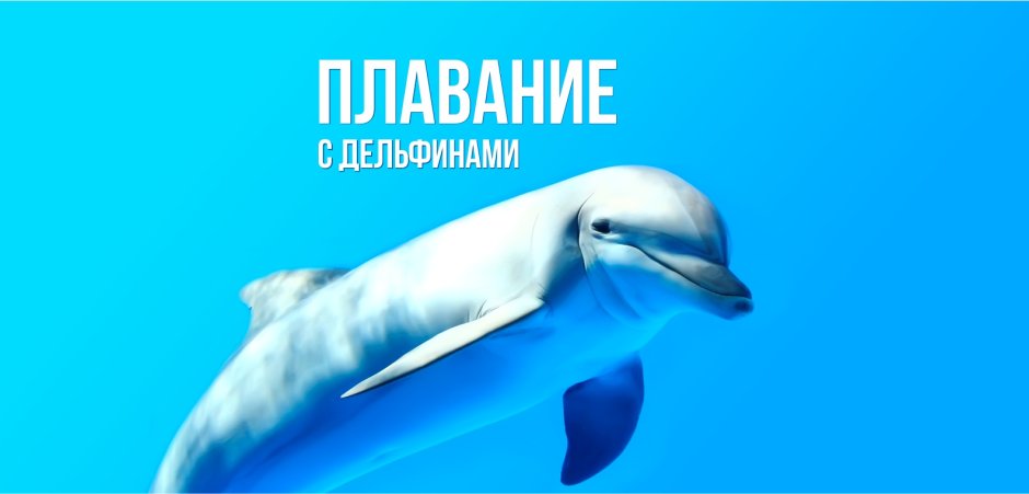 Дельфины спят