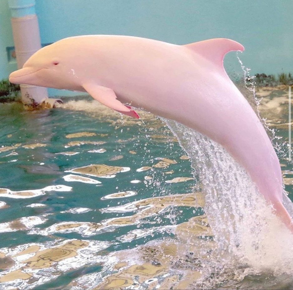 Dauphins (дельфины)