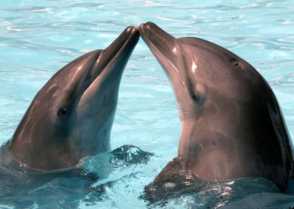 Hard Dolphin
