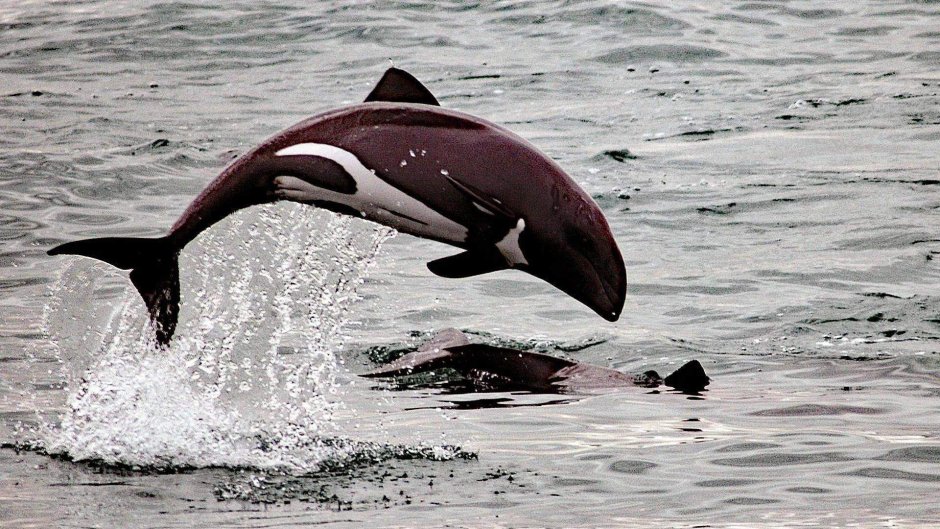 Крестовидный Дельфин / Lagenorhynchus cruciger