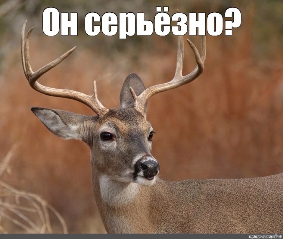 Наивный олень Мем