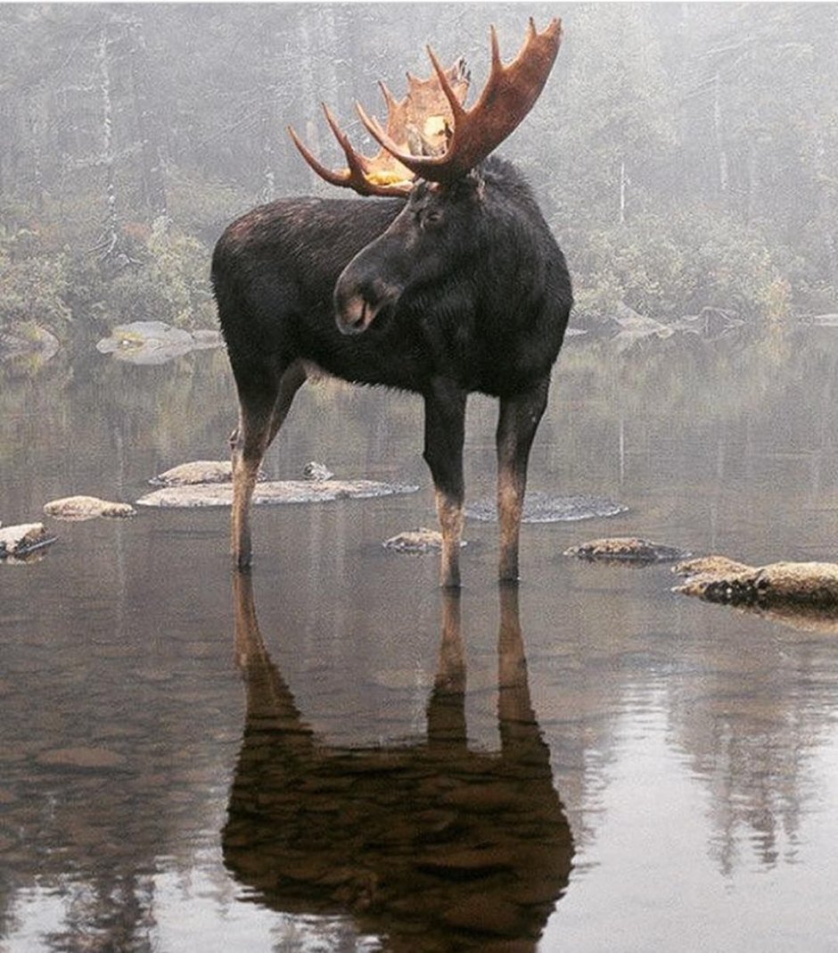 Лось на водопое