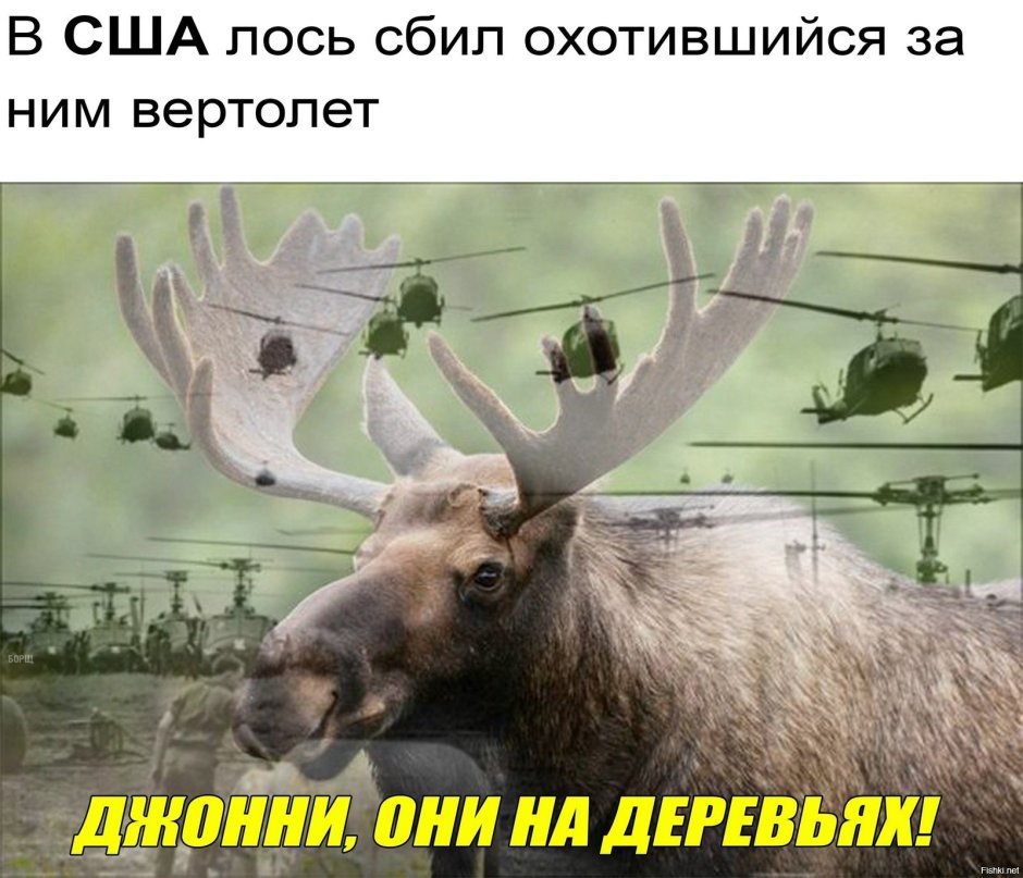 Шутки про лося