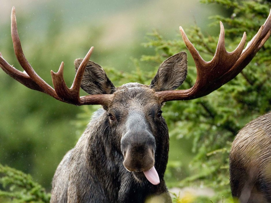 Moose Лось