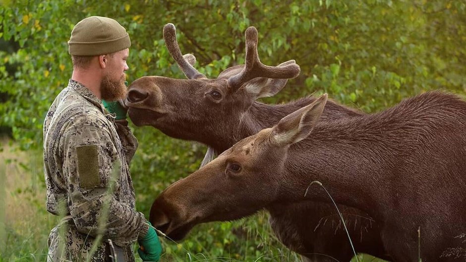 Алексей седой Лосиный заповедник