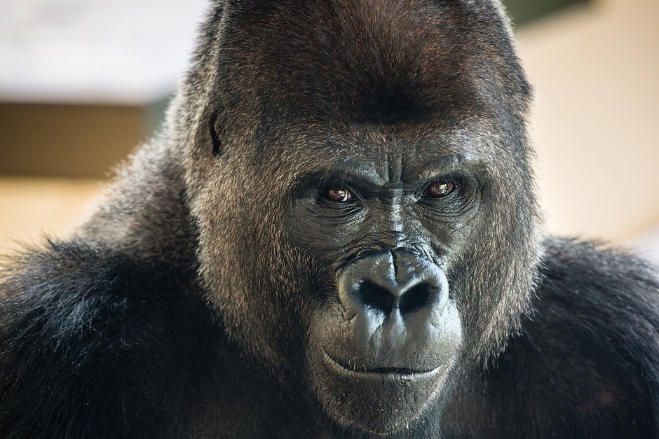 Лицо гориллы