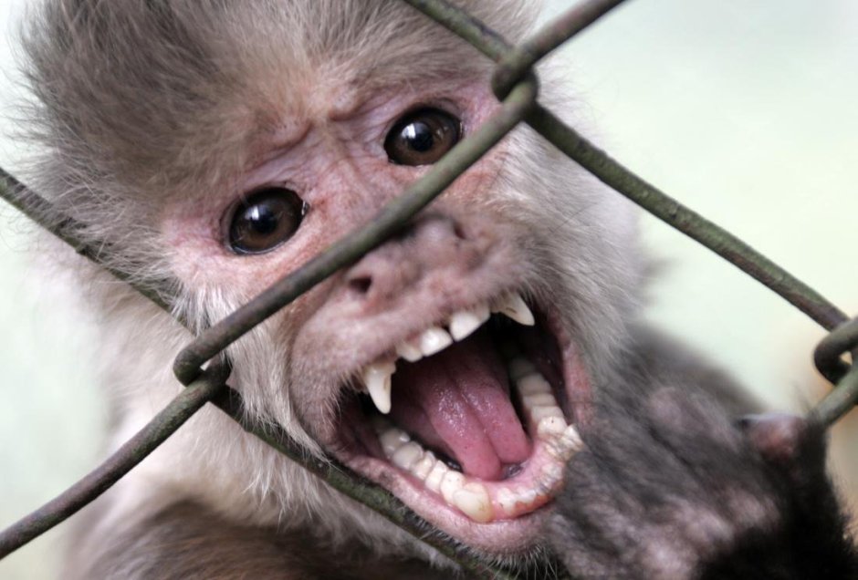 Обезьяна злится