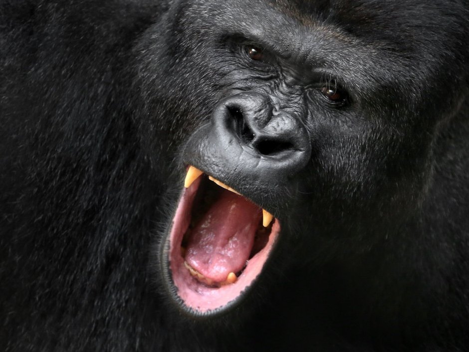 Разъяренная горилла