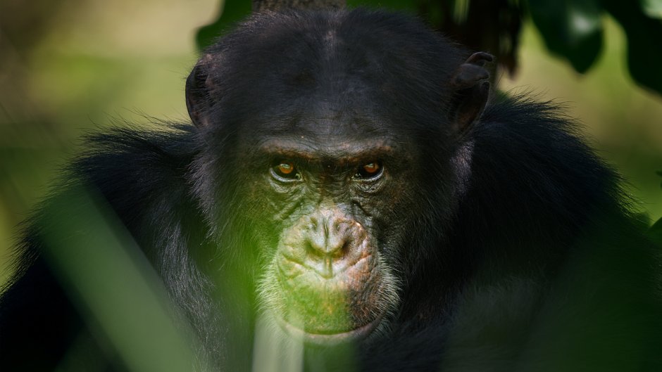 Шимпанзе Альфа