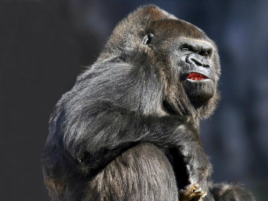 Злая обезьяна