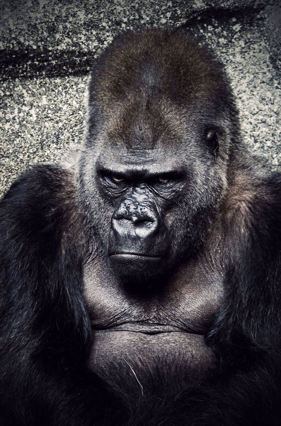 Злая горилла