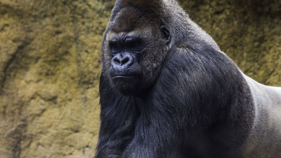 Горилла самец злой