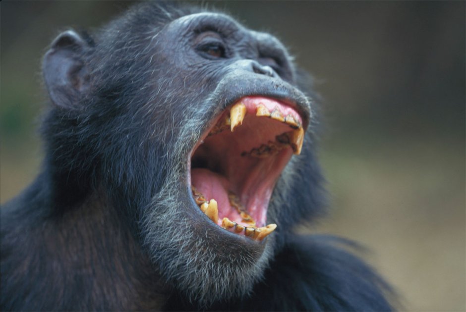 Кричащая обезьяна