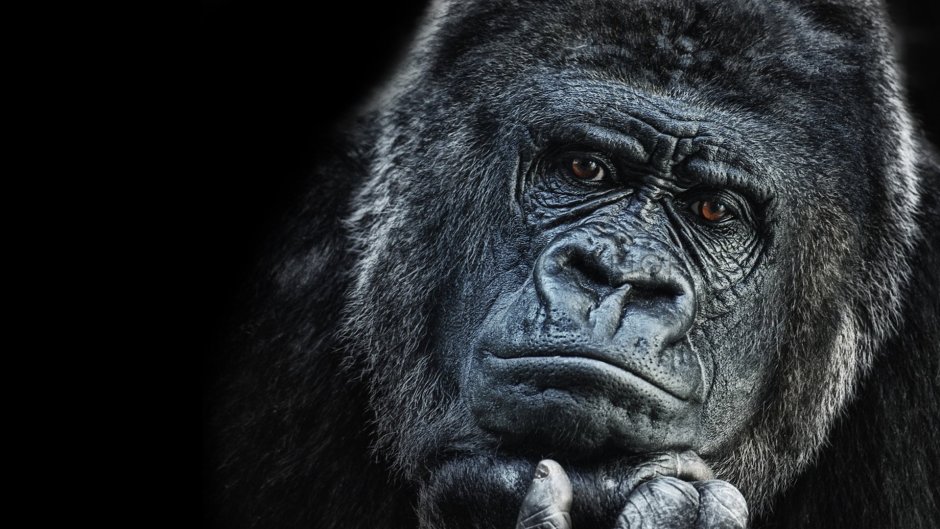 Горилла арт обои