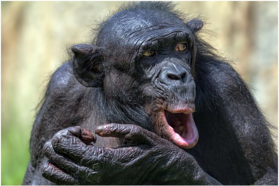 Pan Troglodytes Troglodytes