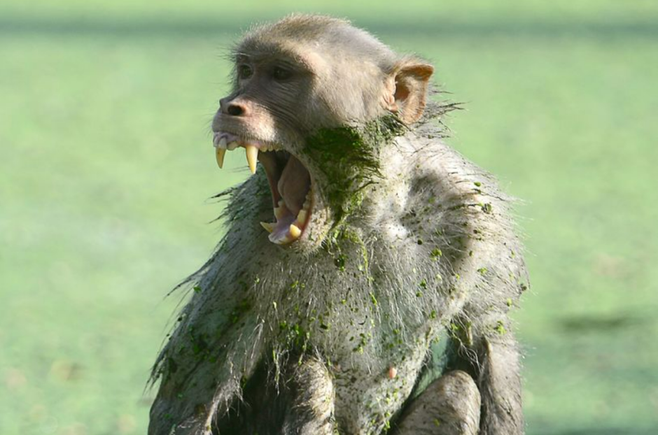 Изуродованная обезьянка