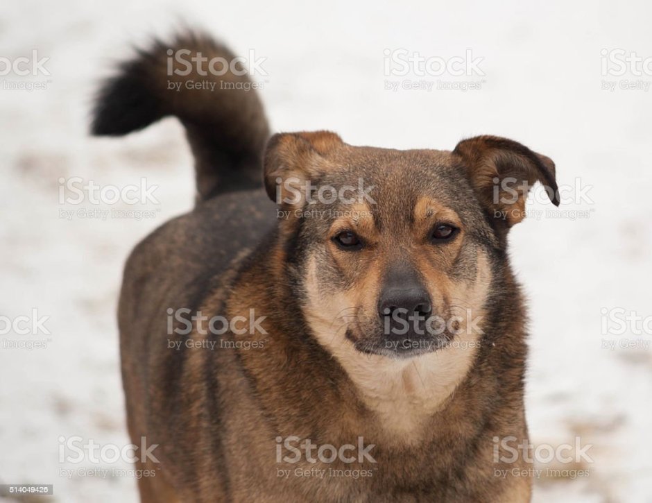 Собачка дворняжка