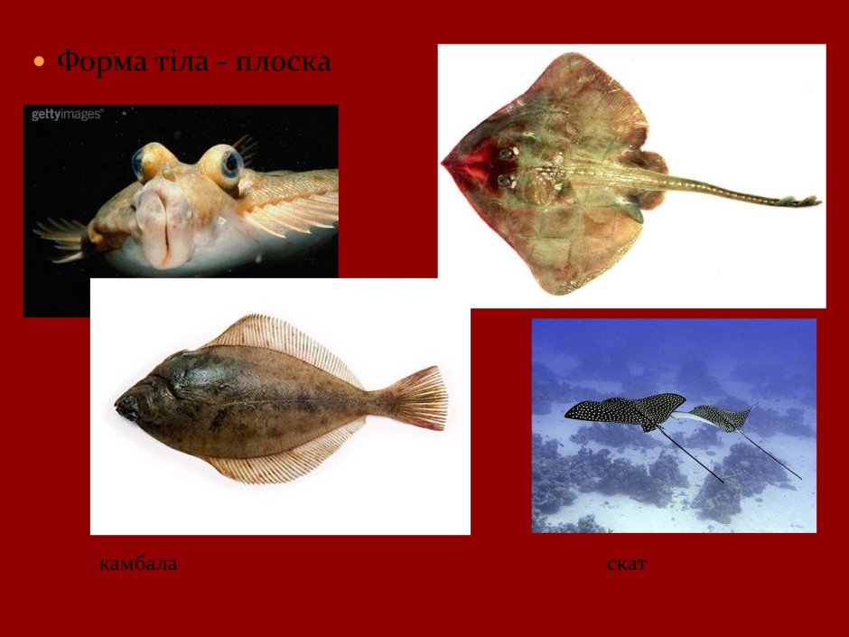 Скат и камбала