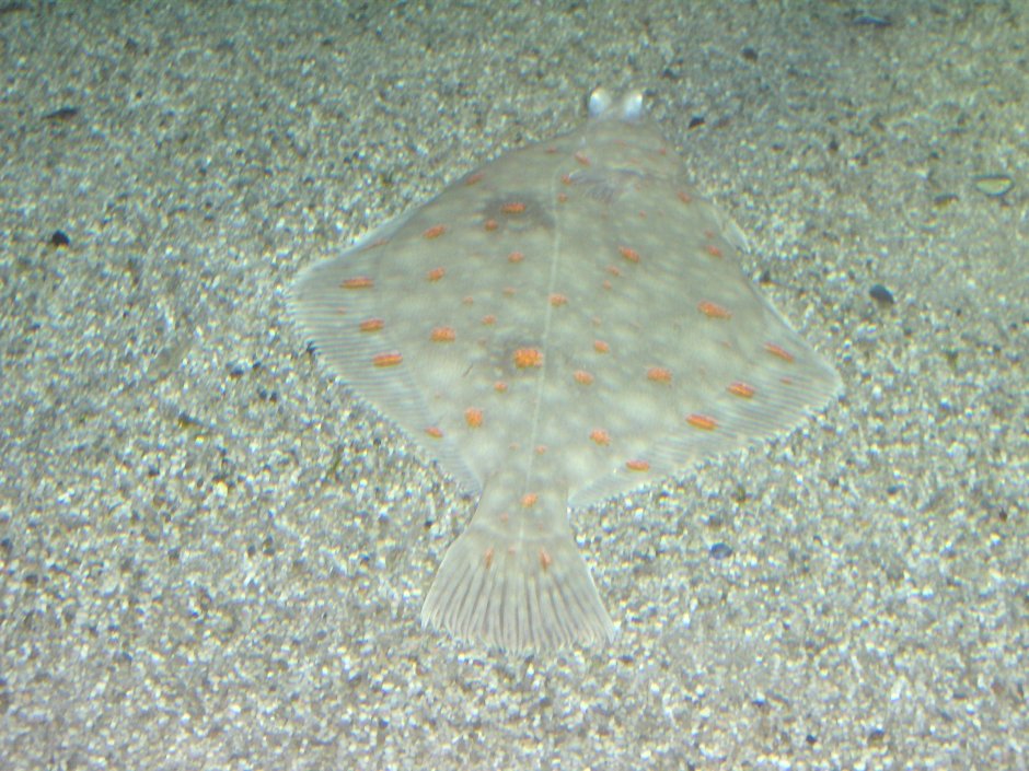 Морская камбала (pleuronectes platessa)