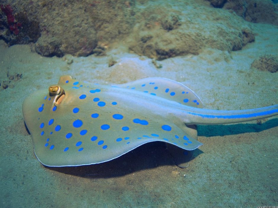 Камбала Средиземного моря