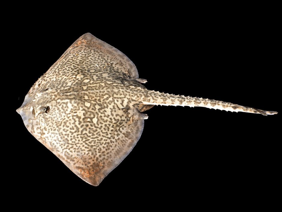 Raja clavata морская лисица