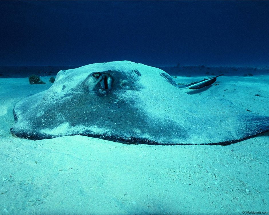 Stingray мультяшный