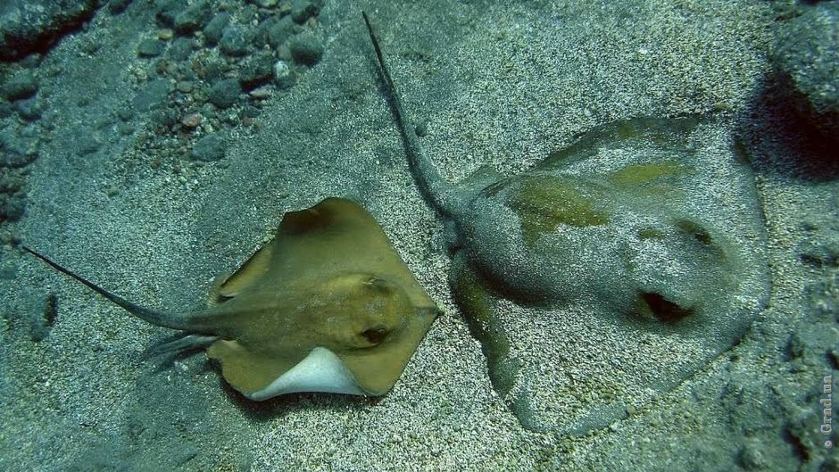 Морская рыба камбала