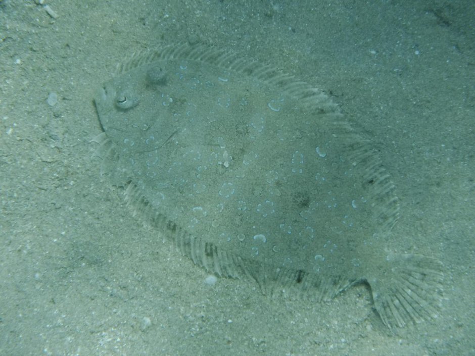 Гигантский морской дьявол Manta birostris