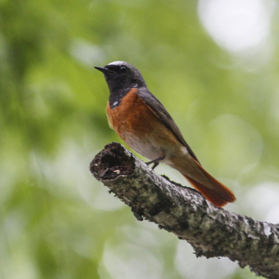 Rhyacornis fuliginosa