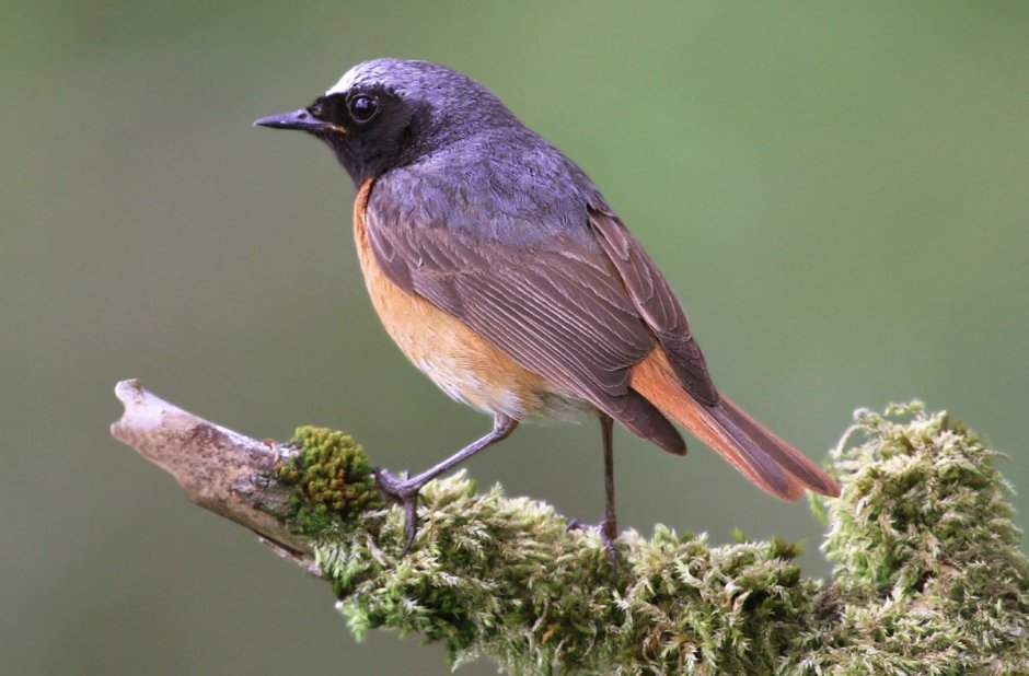Обыкновенная горихвостка (Phoenicurus Phoenicurus)