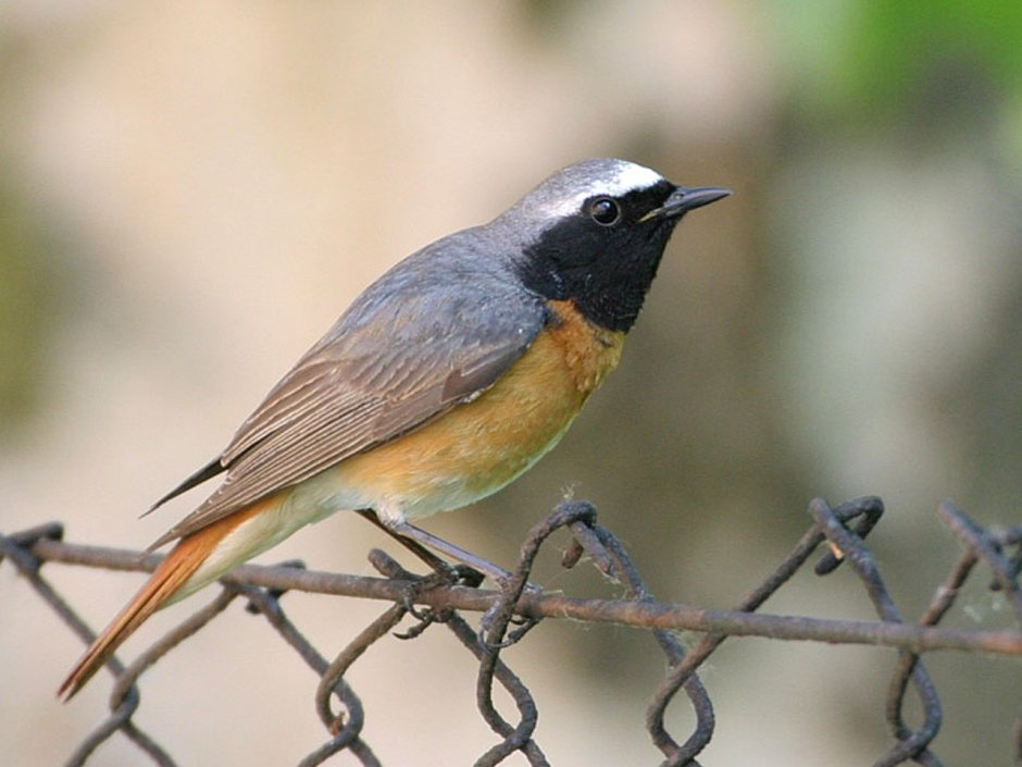 Сибирская горихвостка (Phoenicurus auroreus). Весна