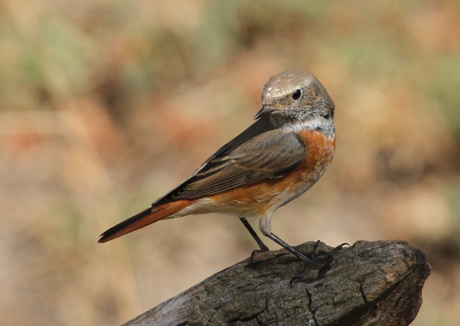 Обыкновенная горихвостка (Phoenicurus Phoenicurus)