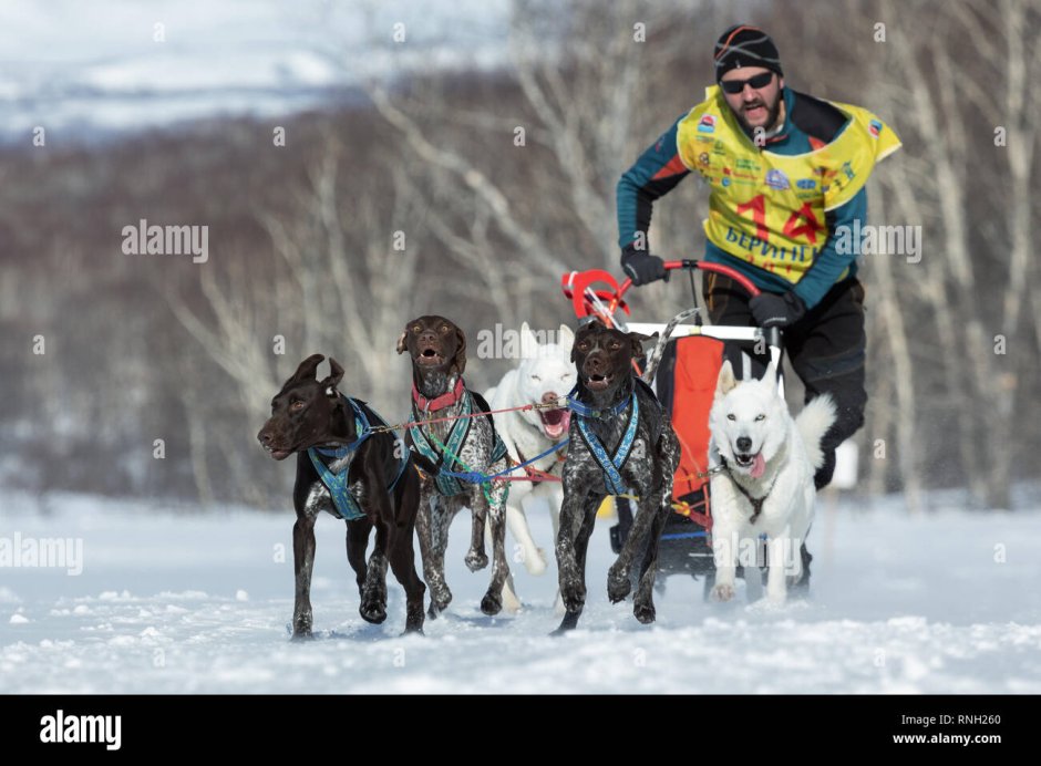 Iditarod Trail