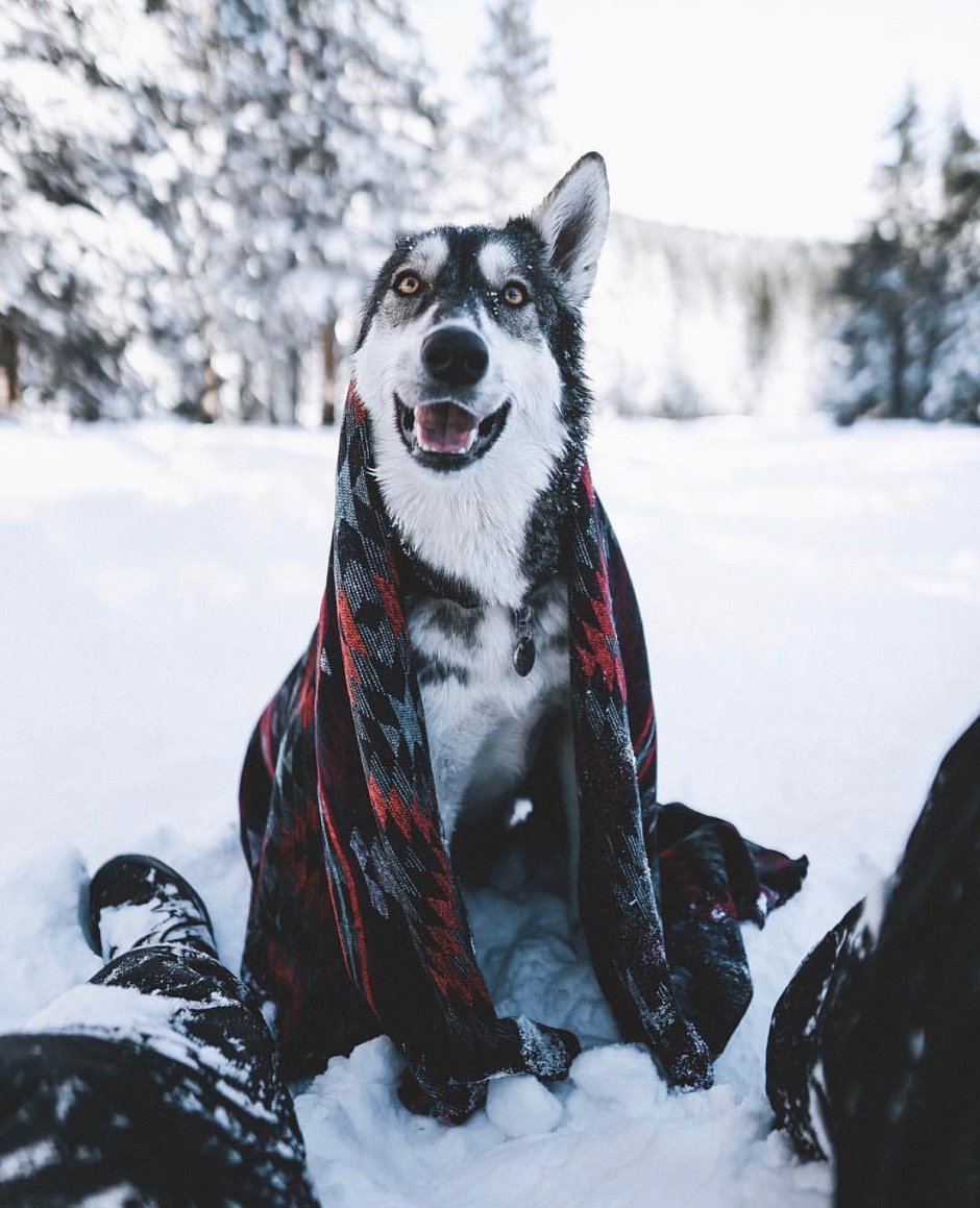 Собака на лыжах
