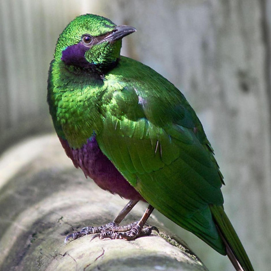 Dark Green aesthetic
