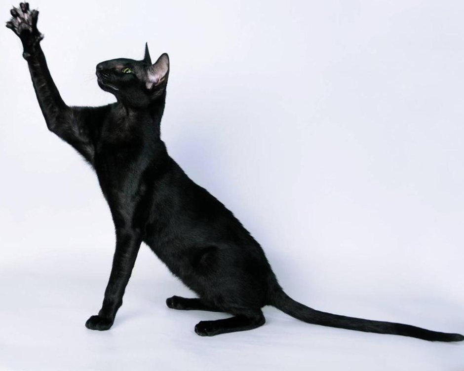 Балинезийская кошка короткошерстная