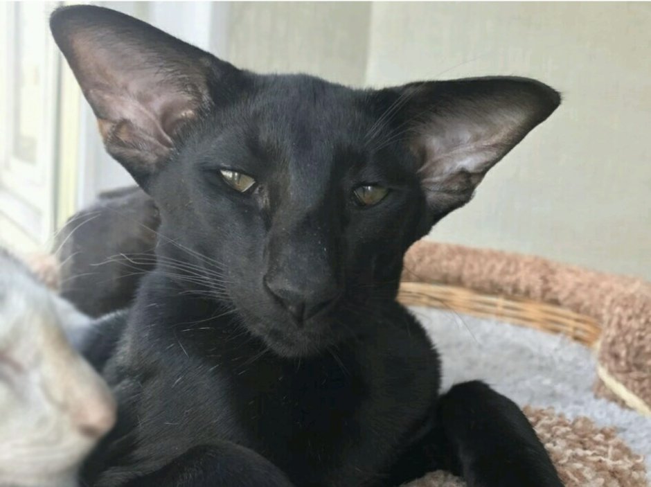 Черный ориентальный кот