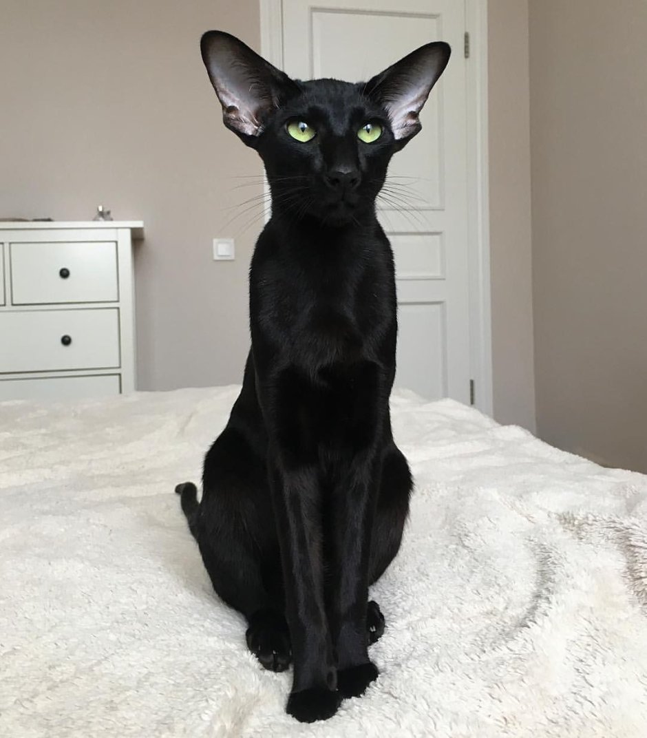 Кошка Ориентал трехцветная
