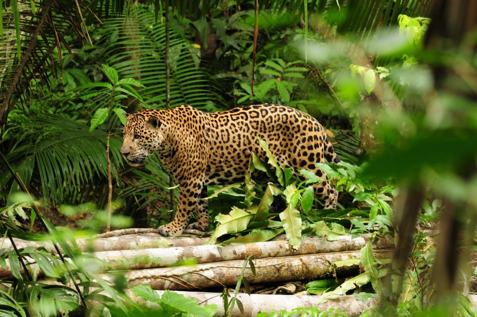 Amazon Rainforest=тропические леса амазонки