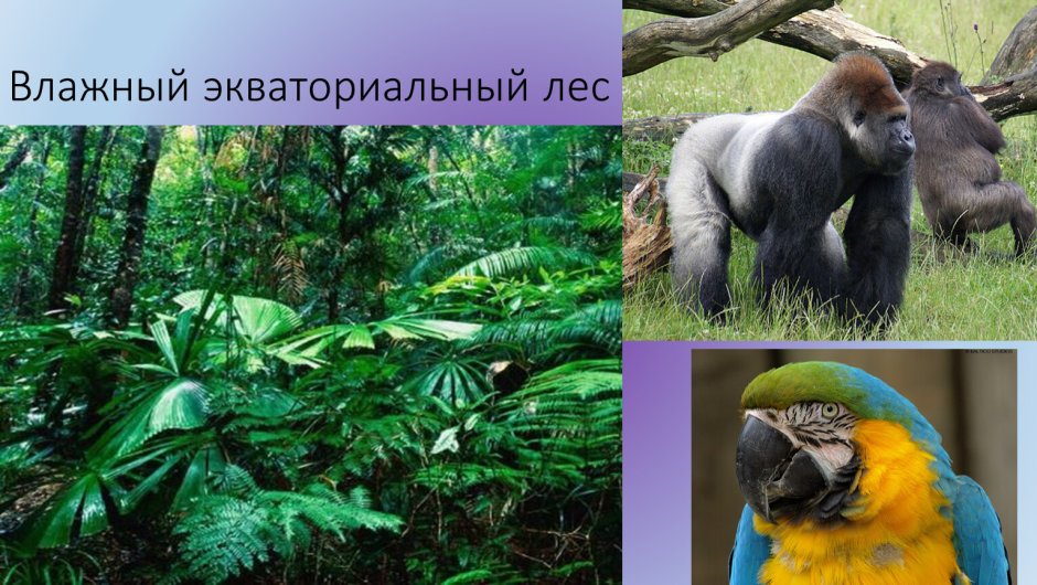Влажный экваториальный лес Африки растения