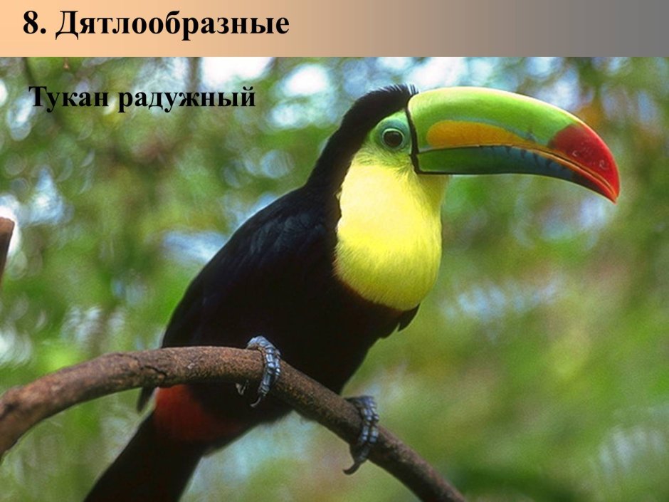 Африканский Лесной слон
