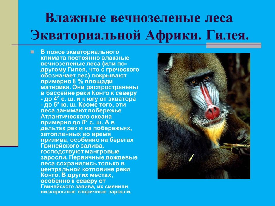 Черноклювый Тукан