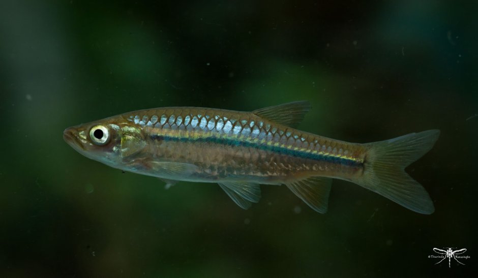 Rasbora patrickyapi