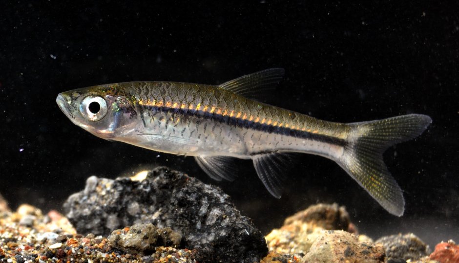 Rasbora daniconius