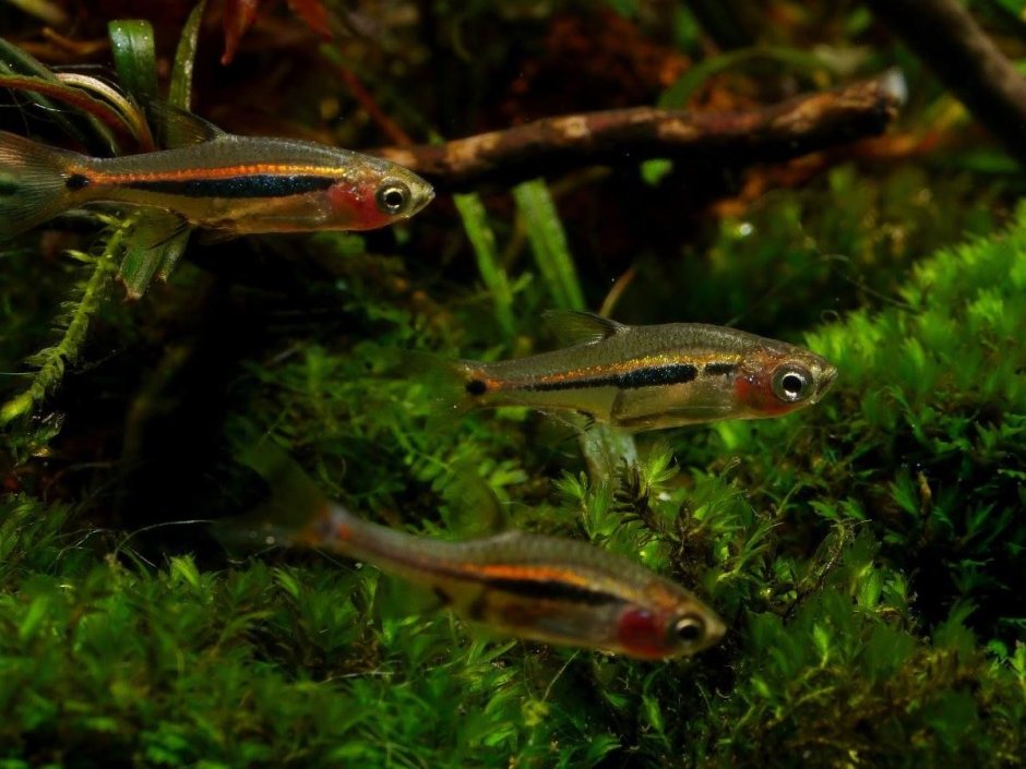 Расбора Аксельрода "голубой неон" Rasbora axelrodi (Sundadanio axelrodi)